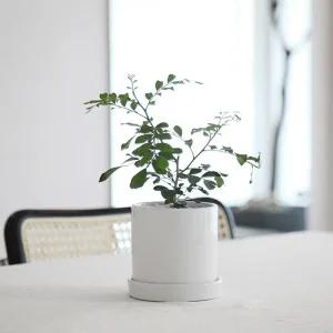 펫플랜트 공기정화식물 오렌지자스민 화분세트 235123