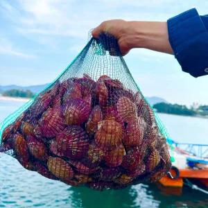 고성 홍가리비 2kg + 석화 3kg 세트 가리비찜 버터구이