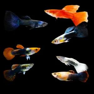 [주니멀열대어][초특가] 고정구피 암수섞어 랜덤 10마리관상어