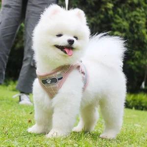 애견 포함 리드줄 XS 산책용 강아지하네스소형 앞섬방지 압박없는 가슴 경량 중형