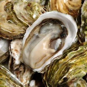 통영 세척 석화 10kg