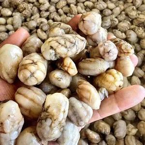 [오늘담은]국내산 생물 오만둥이 3kg