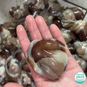 [선주직송] 특품 생물 손질 새조개 200g (14~18미) 샤브샤브, 횟감