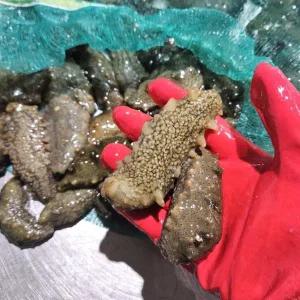 [푸드타켓]국내산 제철 자연산 활 해삼 500g