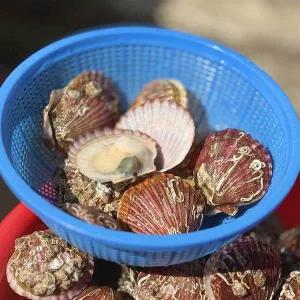 [산해직송]통영 홍가리비 8kg(160-200미 내외) 캠핑 조개 구이