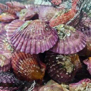 국내산 홍가리비 2kg [P]