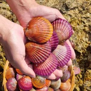 통영 제철 홍가리비 2kg (50미내외)