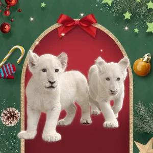 [대구] 네이처파크 입장권/경북/동물원/테마파크/놀이공원/가볼만한곳/체험/대구여행/아이와함께