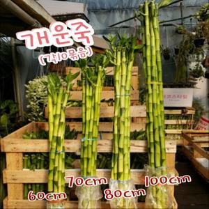 행복한꽃순이/ 개운죽 (4 종대) / 만년청 / 수경 식물 / 유리병 / 공기 정화 10개 묶음