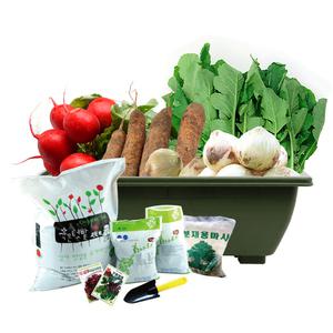 마이플랜트 그린하우스 뿌리채소 세트 야채 씨앗 키우기 베란다 옥상 텃밭세트 재배키트