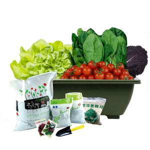 마이플랜트 그린하우스 샐러드 세트 야채 씨앗 키우기 베란다 옥상 텃밭세트 재배키트