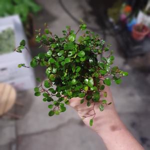 트리안 소품 수경식물 미세먼지제거식물 플렌테리어 25S