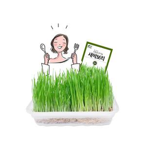 디톡스 새싹채소 재배세트 (소) 보리 밀 키우기 수경재배