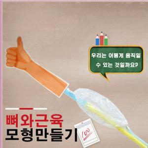 뼈와근육모형만들기(팔근육만들기)(6명세트)