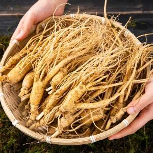 인삼 무세척 햇삼 1kg 수삼 금산 가을 막삼 파삼 가정용 오쿠삼 차 삼계용