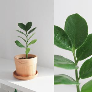 플랜테리어 식물 화분세트 미니금전수 키우기 로자리안 빈티지토분 세트 미니금전수 황칠나무 올리브나무