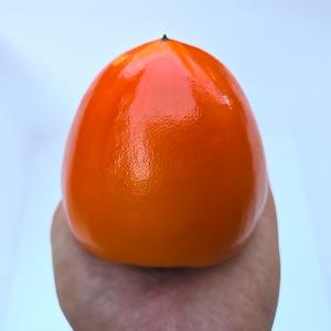 감나무묘목 대봉감나무묘목 2년생 특묘