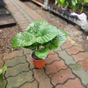 실내공기정화식물 휘커스움베르타 중품 반려식물 35-60cm 109