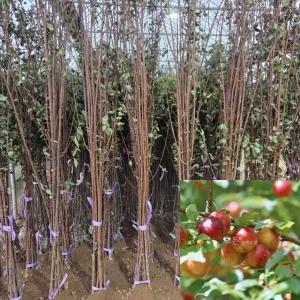 자두나무 묘목 후무사 (접목1년생 ) 특묘  후무샤 과수 유실수