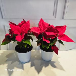 겨울식물 크리스마스식물 원플원 2개발송 포인세티아 중품