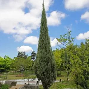 [충북농원] 스카이로켓 향나무 묘목 - H1.0~H1.5/분묘