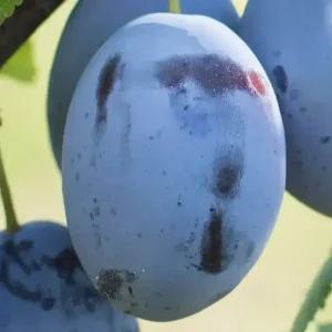 [충북농원] 프레지던트 (프룬) 서양자두 나무 묘목 - 1년생/접목묘