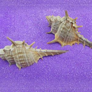 미니어쳐 뿔고동(중)-6개/젤 바다 캔들 테라리움