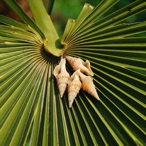 미니어쳐 팽이고동(중_갈색)30g(약25~30개)/젤캔들