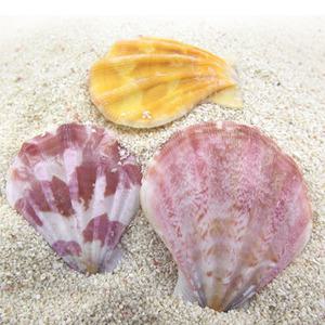 미니어쳐 가리비(중)-1개/젤 바다 캔들 테라리움