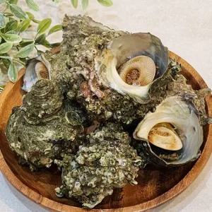 당일조업 국내산 뿔소라 2kg