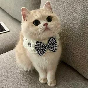 강아지  케이프 악세사리 고양이 턱받이 목도리 스카프