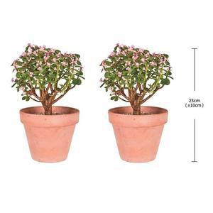 은행목 2개입, 25cm 639626 코스트코 마켓송지