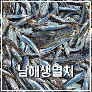  남해 바다 급냉 손질 생 멸치 500g 산지 직 송 멸치 쌈밥 털이 튀김 찌개 제철 밥상 해물