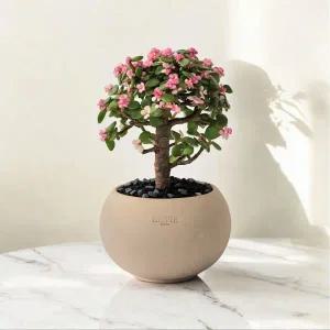 벚꽃나무를 닮은 핑크 은행목 사랑목 행운목 개업 집들이 승진화분