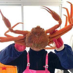 자숙 러시아 박달 대게 3kg 2-4미 러시아 자숙 대게 찜 러시아산대게 마가단 대게 킹