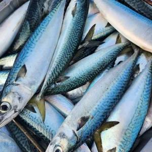 생물 급냉 통고등어 3미 (2kg내외) x 2팩