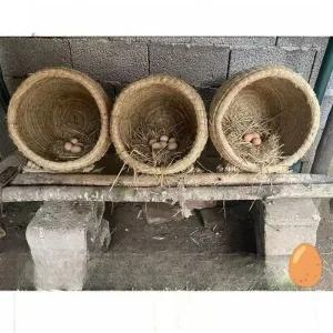 산란통 양계장 계란 둥지 알낳는 집 닭둥지 병아리 부화 30cm - 55cm