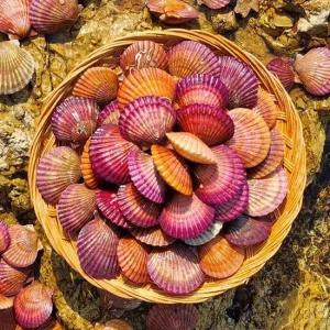 통영직송 달큰한 활 홍가리비 1kg 外 중량별