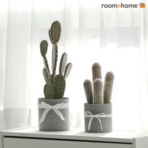 [룸앤홈] 루디데코선인장 L