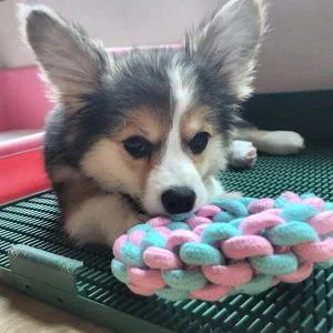 로프 장난감 컬러 애완동물 놀이 강아지 터그 도구