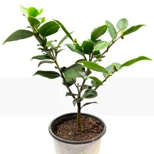 서향동백(중품) 향동백 야생화 정원수 관목 화려한꽃 식물키우기 플랜테리어