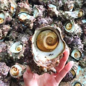 [산지직송] ]당일 자연산 생물 뿔소라 생물소라 1kg