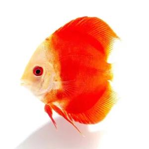 [주니멀열대어][디스커스] 레드멜론 디스커스 [ 2.8