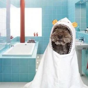 강아지 목욕 가운 펫타올 샤워 수건 XL 강아지타올 애견타올