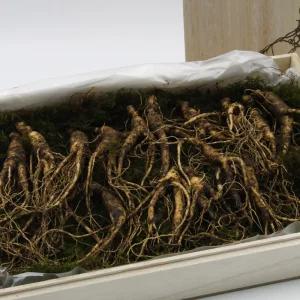 프리미엄 하루한뿌리 산양산삼 산양삼 장뇌삼 (7-8년산 선물용 5뿌리 + 2등급 3뿌리)