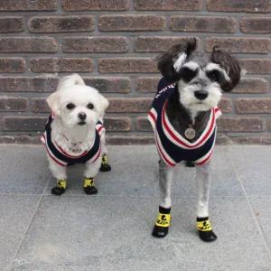 강아지 방수 양말 겸 신발/3color 애견 소형견 산책용 Jxp4+9Iqe