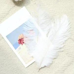 [마이모노샵] 소품 사진 촬영 배경 장식품 타조 컬러 깃털 2개 선물