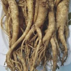 [RGK3O2OS]국산 슈퍼 도라지 씨앗 작물 품종 종자 200g