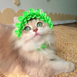 고양이 모자 사진촬영용 프릴 형광 강아지코스튬 펫소품 홈파티 의상 반려견용품 케이프 패션 애패션 애견