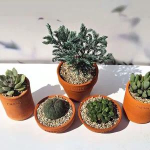 [골드스마일]TC 이랑 국내산 토분 AOFset(5개1세트) - 다육 수공예